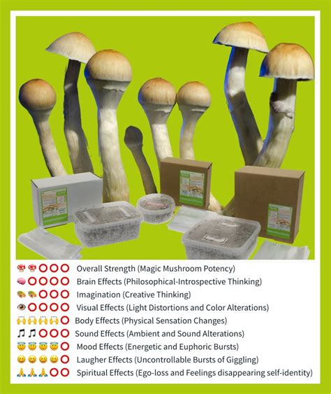 The Best Magic Mushroom Grow Kits Grow Psychedelic Mushrooms