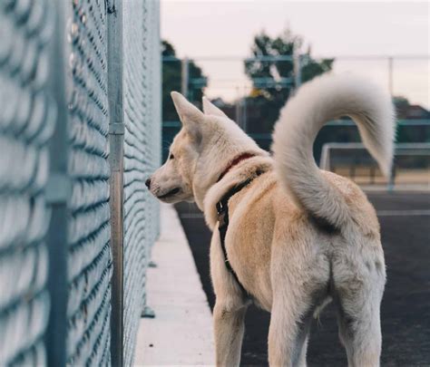 Why Do Dogs Tuck Tail Between Legs