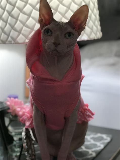 Sphynx Cat Hairless Sphynx Cat Kitty Cats Cats And Kittens Crazy