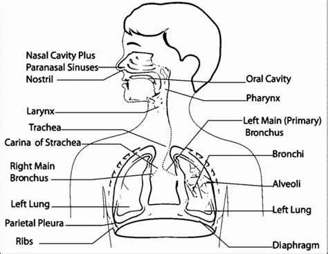 Respiratory System With Labels And Functions Best Diagram Collection