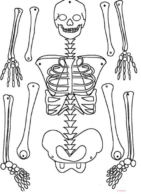 Desenho De Esqueleto Para Recortar E Montar Para Colorir Human Porn