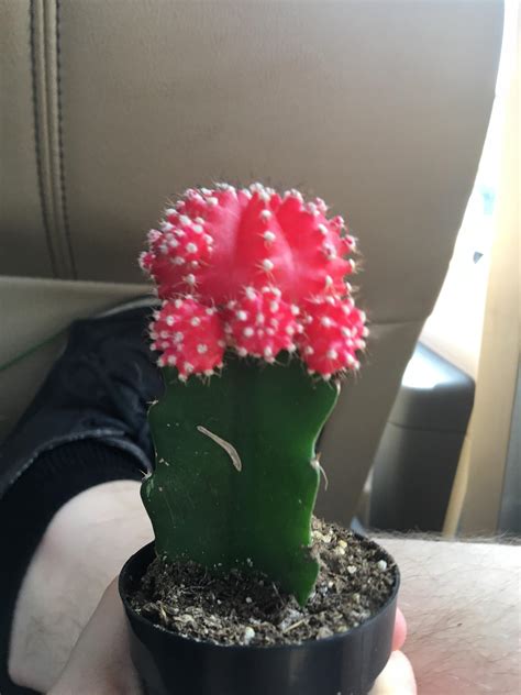 We did not find results for: Reddit, what should I name my moon cactus ...