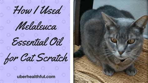 It is better to reapply when needed than overdose. How I Used Melaleuca Essential Oil for Cat Scratch