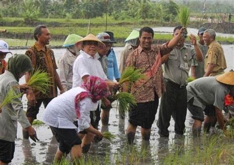 Gerakan Tanam Padi Di Lampung Akan Dibuka Oleh Menteri Pertanian