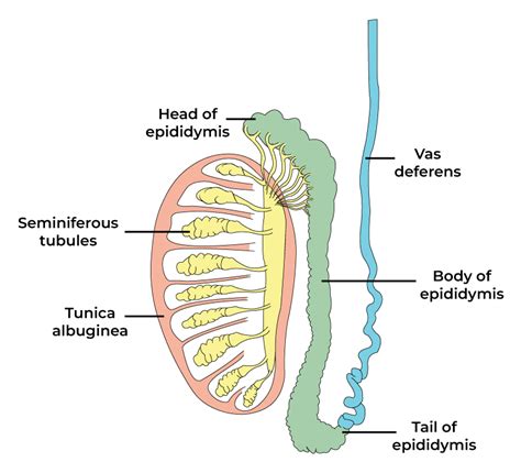 Testicules Anatomie Et Fonctions StackLima
