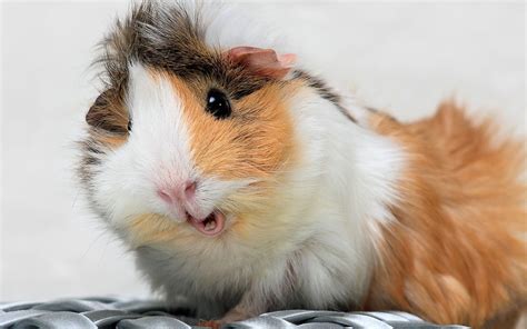 Guinea Pig Wallpapers Top Free Guinea Pig Backgrounds Wallpaperaccess