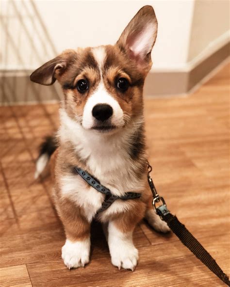 One Of His Ears Have Popped Up Hes Half A Corgi Now Soon He Will Be