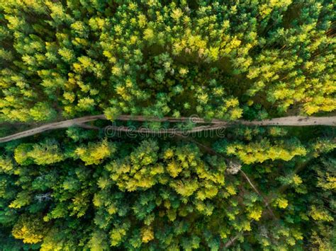 Aerial Top Down View Of Forest With A Path Among Pine Trees Beautiful