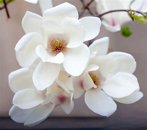 White swan' boasts the same size, vigor, and large flowers as the more common pink forms, but in white. Magnolia trees blossom in spring! - The Lightorialist