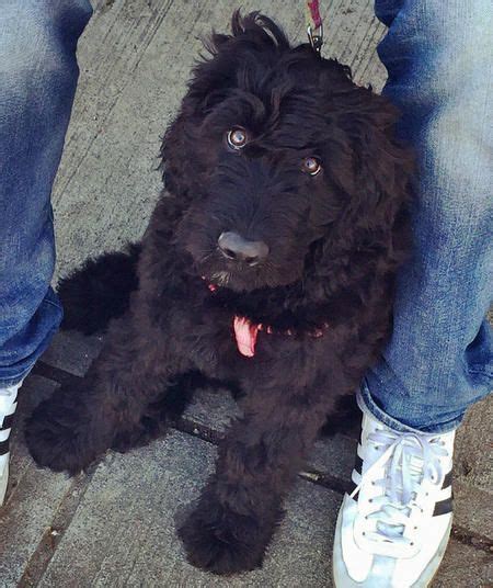 The bouvier comes in a variety of colors including black, brindle and fawn. Zola the Poodle/Bouvier des Flandres Mix | Poodle mix ...