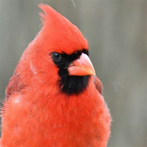 State Bird Of Ohio A Cardinal Male In This Photo Absolutely
