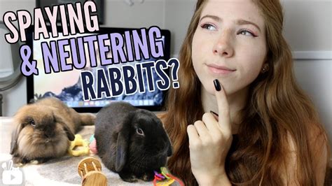 does your rabbit need to be spay neutered 🐰 youtube