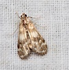 Pond Moth, Hygraula nitens | Victor Fazio | Flickr