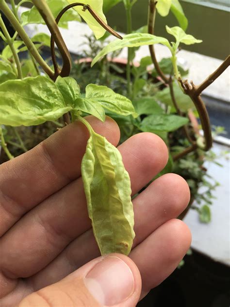 The basil plant grows from a thick taproot and has silky green opposite (paired) oval leaves which the plant produces small white flowers which are clustered on a single spike at the top of the plant. Basil leaves going white - why? - Gardening & Landscaping ...