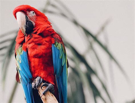 Animals Parrots Bird Tropical Macaw Hd Wallpaper Pxfuel