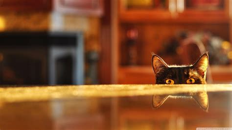 Peeking Cat Wallpapers Top Free Peeking Cat Backgrounds Wallpaperaccess