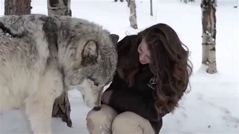 The Heartwarming Moment Kekoa The Giant Timber Wolf Pla Doovi