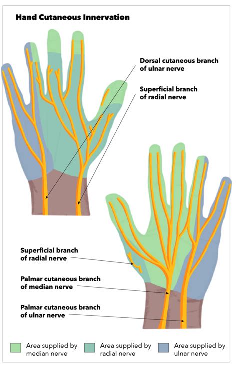 Figure Hand Cutaneous Innervation Superficial Branch
