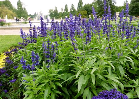 Salvia How To Plant Grow And Care For Salvia Sage The Old Farmer S Almanac