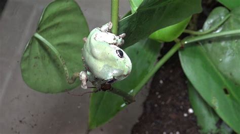 Australian Whites Tree Frog Feeding Youtube