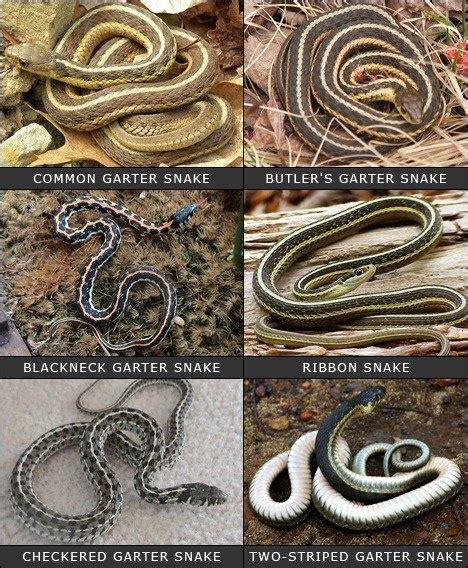 The Different Types Of Garter Snakes Types Of Snake Snake Turtle