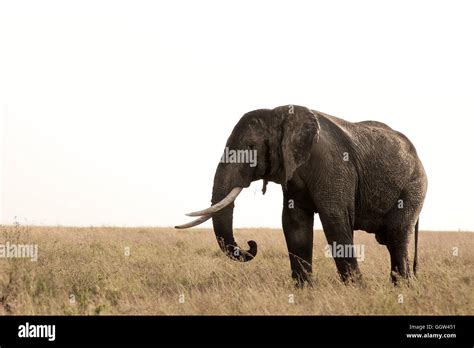 African Bull Elephant In The Serengeti Tanzania Stock Photo Alamy