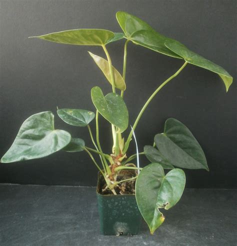 Plants Are The Strangest People Anthurium No 1213 Miss Foozie