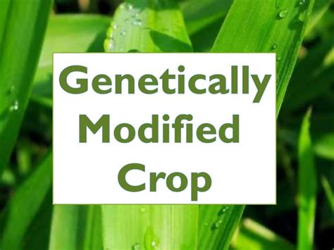 genetically modified crop