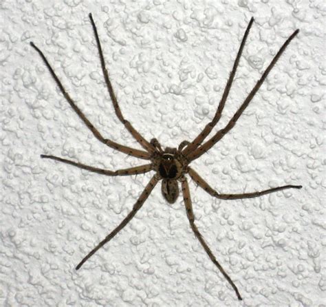 Despite this fact, an urban legend exists that says daddy long legs are the most venomous animals on the planet. Huntsman Spider - What's That Bug?