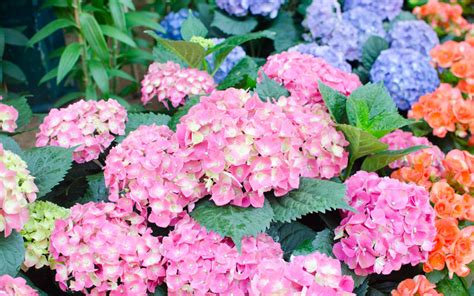 Once on the site you will see hex color codes. How to Change the Color of Hydrangea Flowers - Garden ...