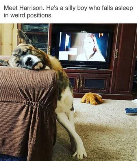 10 Wholesome Doggo Memes To Make You Laugh Harder Than