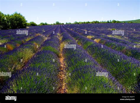 Lavender Field Provence Southern France Stock Photo Alamy
