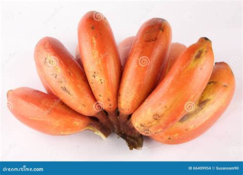 Tropical Fresh Red Bananas Stock Photo Image Of Plantain Healthcare