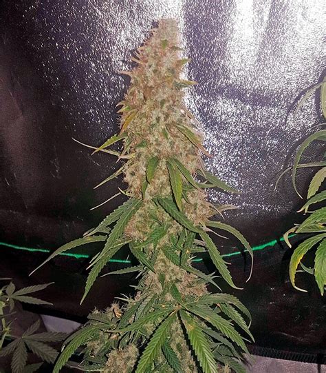 White Widow Autoflowering Cannabis Seeds For Sale Herbies