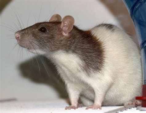 Fancy Rat Wikipedia
