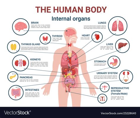 Human Body Internal Organs And Parts Info Poster Vector