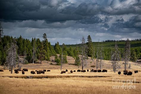 amazing scene in yellowstone national park pyrography by prints with meaning fine art america