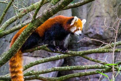 Red Panda Standing On A Tree Branch Adorable Small Panda Vulnerable