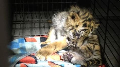 Tiger Cub Seized From Chevy Camaro At Us Mexico Border Kval
