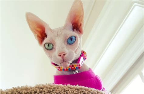 Alien Sphynx Cat Has Different Colored Eyes