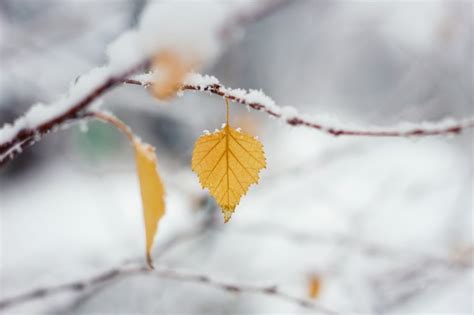 Premium Photo Autumn Leaf In The Snow Early Winter