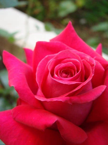 I Love Rose Lovely Roses