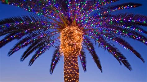 Christmas Lights In A Palm Tree At A Winery Temecula Valley