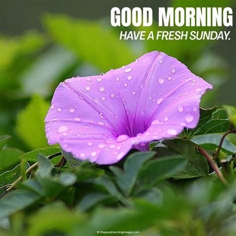 110 Latest Good Morning Sunday Images Photos And Pic