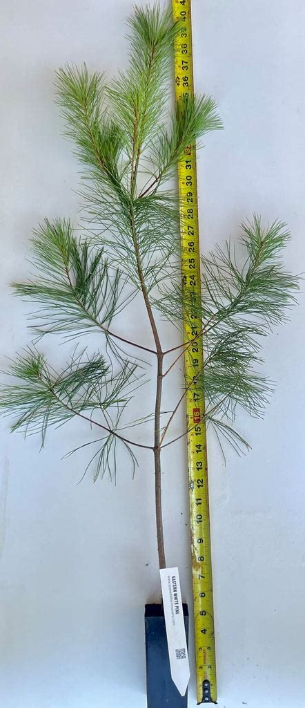 Eastern White Pine Potted Seedlings 1 Year Old 2 Year Old And 3 Year