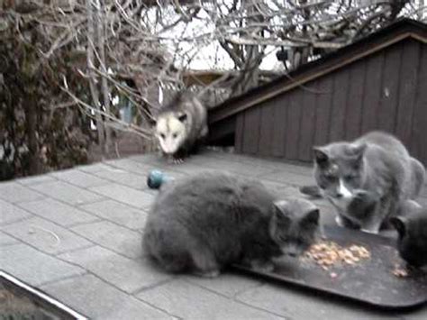 Possums are seriously vicious and territorial. Possum Opossum Cat - YouTube
