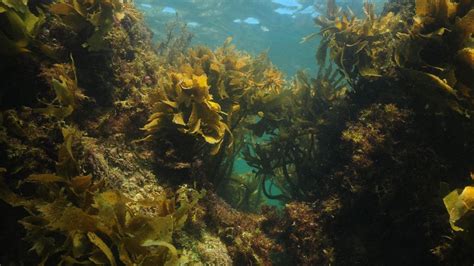 The Remarkable Power Of Australian Kelp Bbc Future