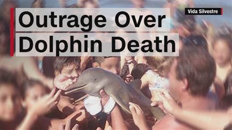 Social Media Firestorm After Dolphin Dies While Being Passed Around In