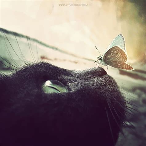 28 Animals With Butterflies Look Like Disney In Real Life Cats