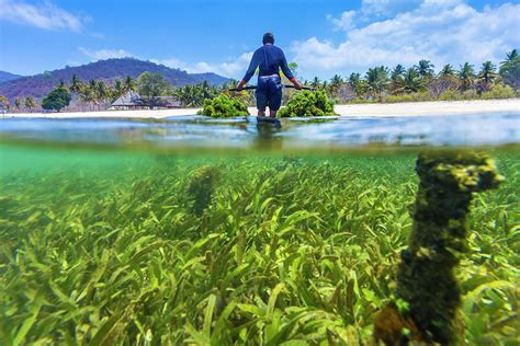 Seaweed Farm Sumbawa Indonesia Photograph By Konstantin Trubavin Pixels